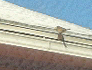 retirement day bird on roof
