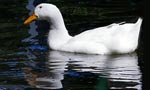 goose in water - moonlit vigil