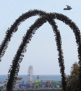 curved branches and bird over the Santa Monica Pier, dying winds