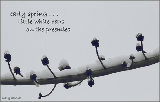 snow on budding branch in spring