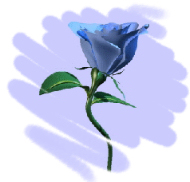 blue rose