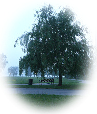 Weeping Willow Tree