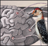 brain with wookpecker